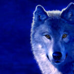 Picture of vica568.p-k.klyueva@yandex.ru